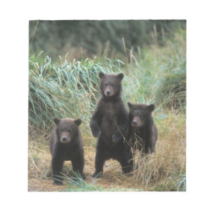 Bloc-note ours brun, Ursus arctos, grizzli, Ursus 7