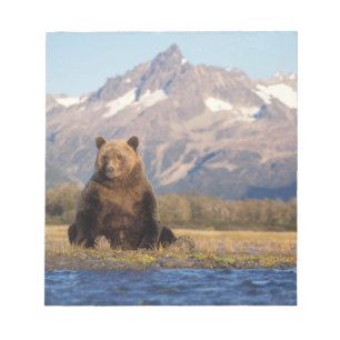 Bloc-note ours brun, Ursus arctos, grizzly, Ursus