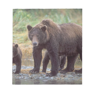 Bloc-note ours brun, Ursus arctos, grizzly, Ursus 3