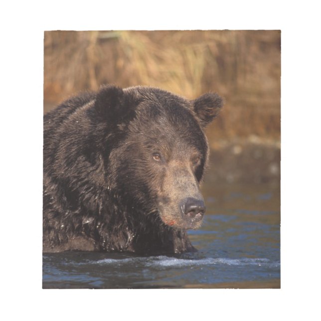 Bloc-note ours brun, Ursus arctos, grizzly, Ursus 5 (Devant)