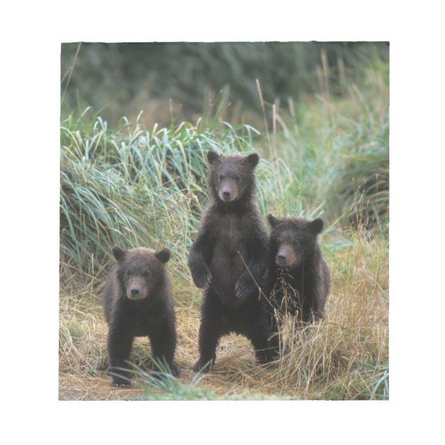Bloc-note ours brun, Ursus arctos, grizzly, Ursus 7 (Devant)