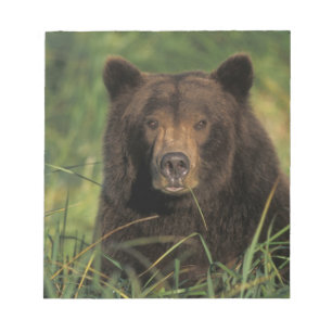 Bloc-note ours brun, Ursus arctos, grizzly, Ursus 9
