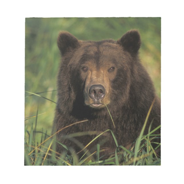 Bloc-note ours brun, Ursus arctos, grizzly, Ursus 9 (Devant)