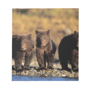 Bloc-note Ours grizzly, ours brun, oursons, Katmai National