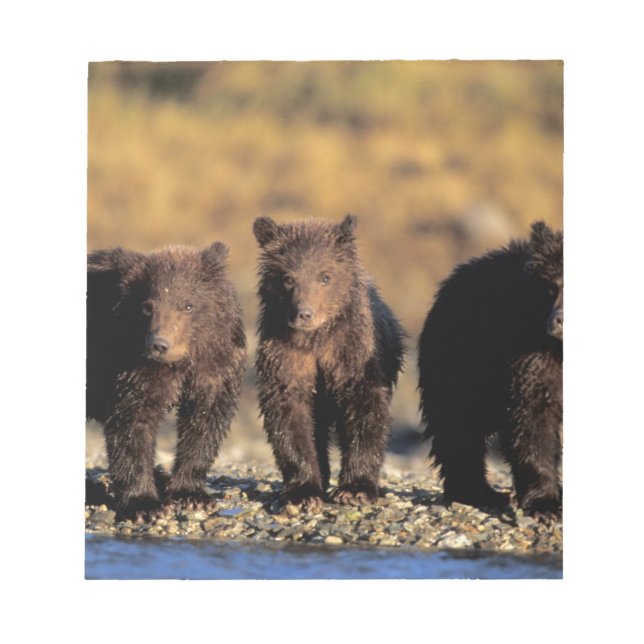 Bloc-note Ours grizzly, ours brun, oursons, Katmai National (Devant)