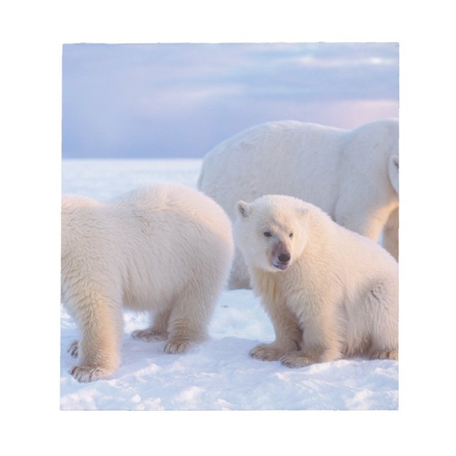 Bloc-note Ours polaire femelle avec des oursons sur la glace (Devant)