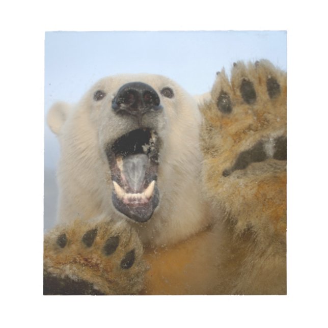Bloc-note ours polaire, Ursus maritimus, regarde curieusemen (Devant)