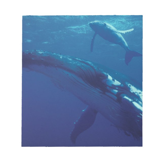 Bloc-note Pacifique Sud, Tonga. baleine à bosse et baleineau (Devant)