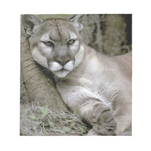 Bloc-note Panthère de Floride, Felis concolor coryi,