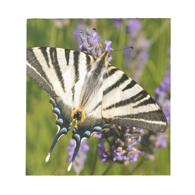 Bloc-note Papillon à queue épaisse sur lavande (Devant)