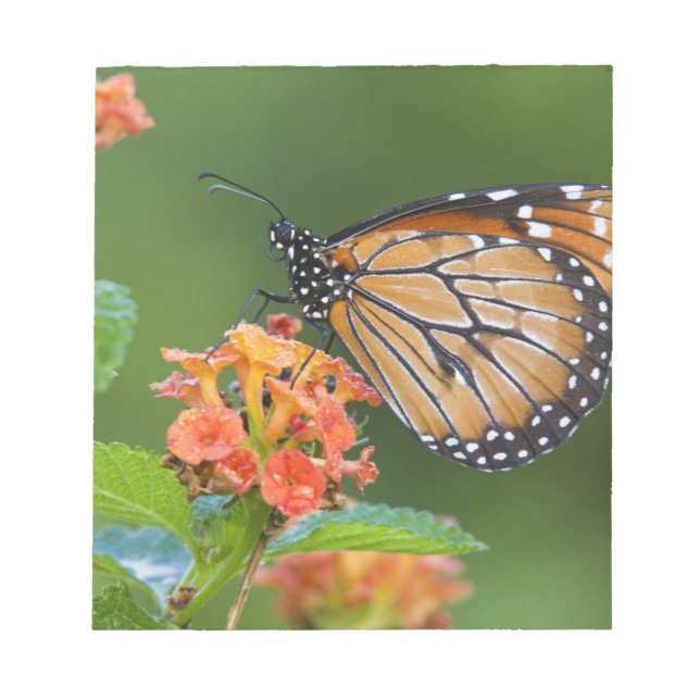 Bloc-note Papillon soldat (Danaus eresimus) en train de se n (Devant)