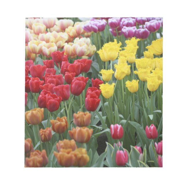 Bloc-note Pays-Bas, Jardins de Keukenhoff, tulipes. (Devant)