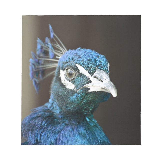 Bloc-note peacock (Devant)