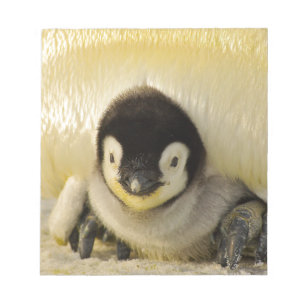 Bloc-note Penguin baby