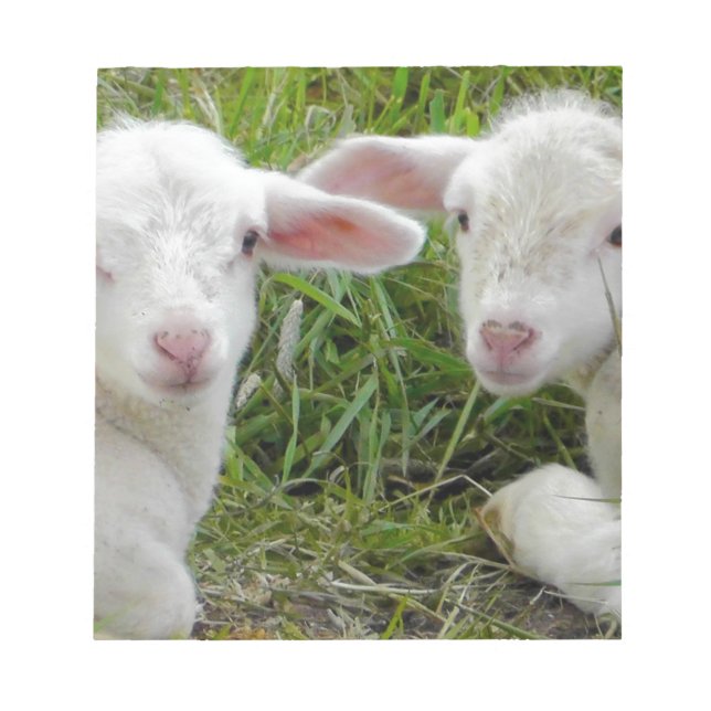 Bloc-note Pensée animale de bébé jumeau d'agneau à vous (Devant)