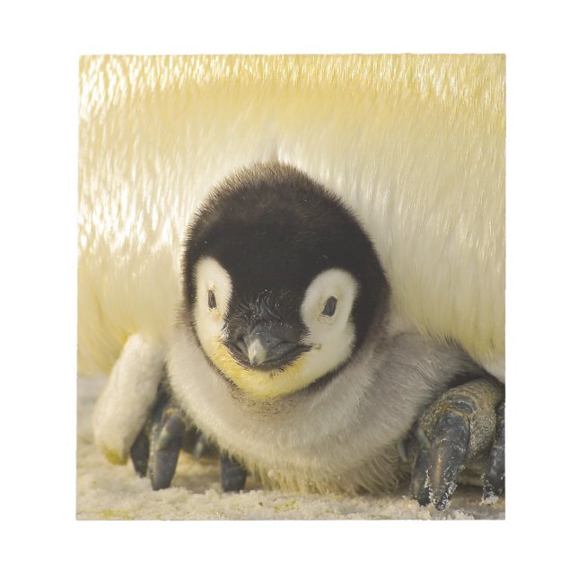 Bloc-note Petit pingouin (Devant)