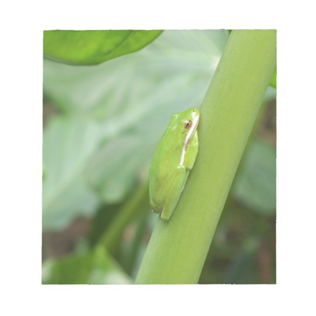 Bloc-note petite grenouille verte endormie (Devant)