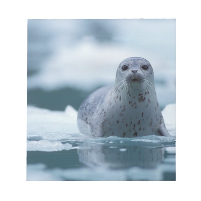 Bloc-note phoque commun du pacifique, Phoca vitulina richard (Devant)