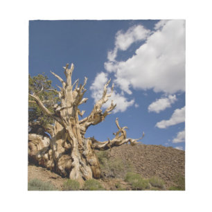 Bloc-note Pin Bristlecone dans l'Ancient Bristlecone Forest,