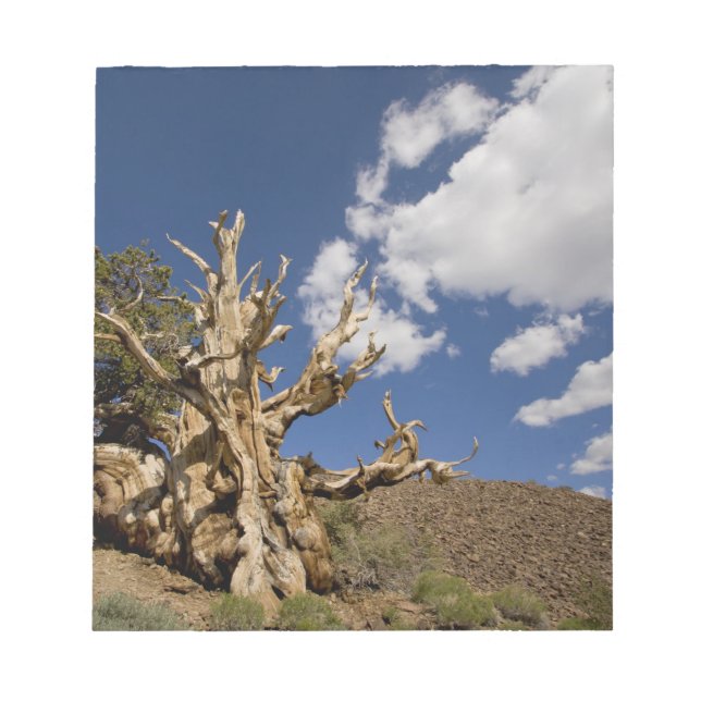 Bloc-note Pin Bristlecone dans l'Ancient Bristlecone Forest, (Devant)