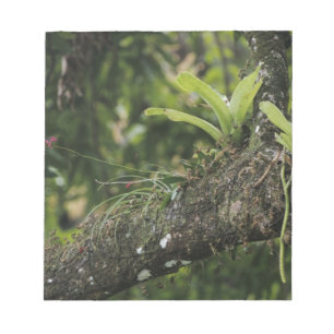 Bloc-note Pine Pink, Bletia purpurea, en fleurs sur Manguier