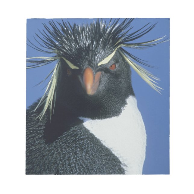 Bloc-note Pingouin de Rockhopper (Eudyptes chrysocome) (Devant)