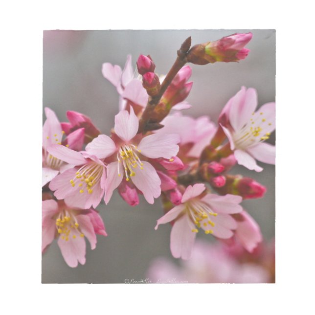Bloc-note Pink Against A Gray Sky Japanese Cherry Blossoms (Devant)