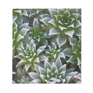 Bloc-note Plante grasse Hen & Chicks avec gelée au début