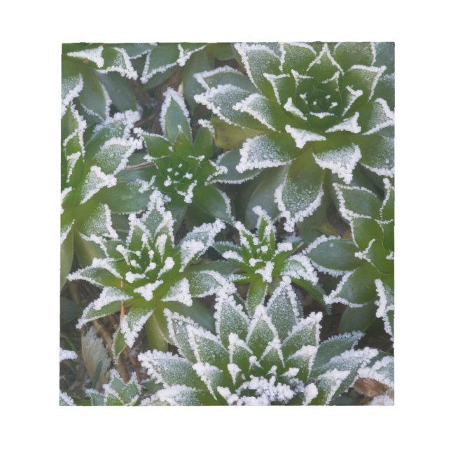 Bloc-note Plante grasse Hen & Chicks avec gelée au début (Devant)