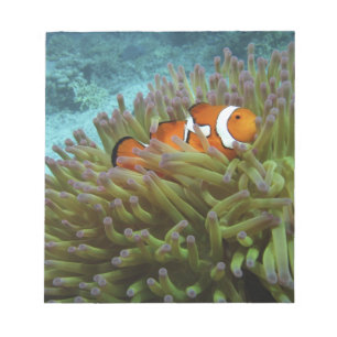 Bloc-note Poisson clown ( Amphiprion ocellaris )