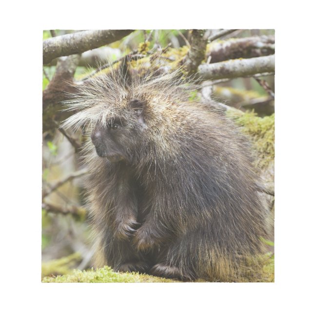 Bloc-note Porcupine déterminé (Devant)