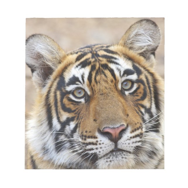 Bloc-note Portrait du tigre royal du Bengale, Ranthambhor (Devant)