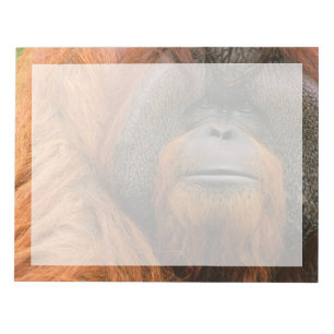 Bloc-note Portrait d'un orang-outan mâle, Géorgie, États-Uni