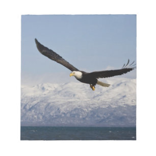 Bloc-note Pygargue à tête blanche en vol, Haliaeetus leucoce