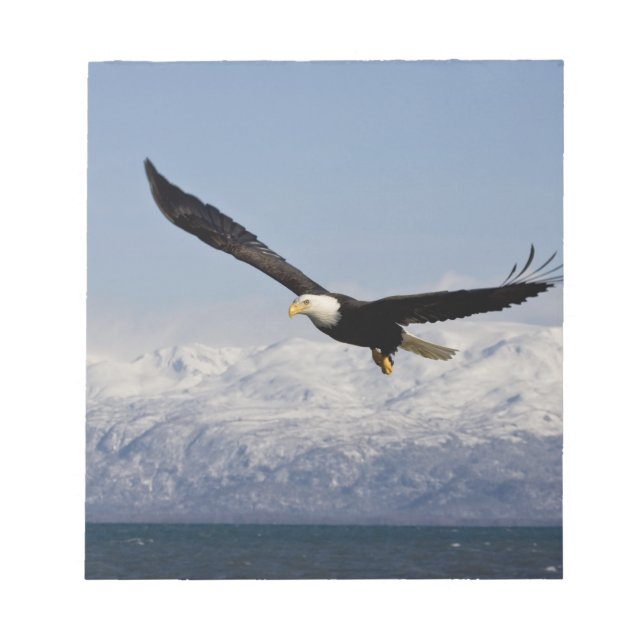 Bloc-note Pygargue à tête blanche en vol, Haliaeetus leucoce (Devant)