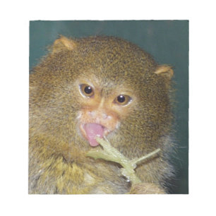 Bloc-note pygmymarmoset10x10