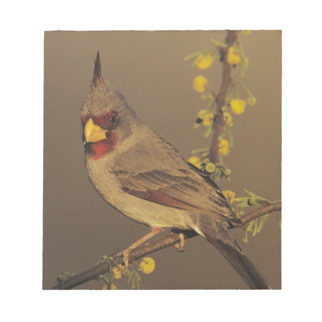 Bloc-note Pyrrhuloxia, Cardinalis sinuatus (Devant)