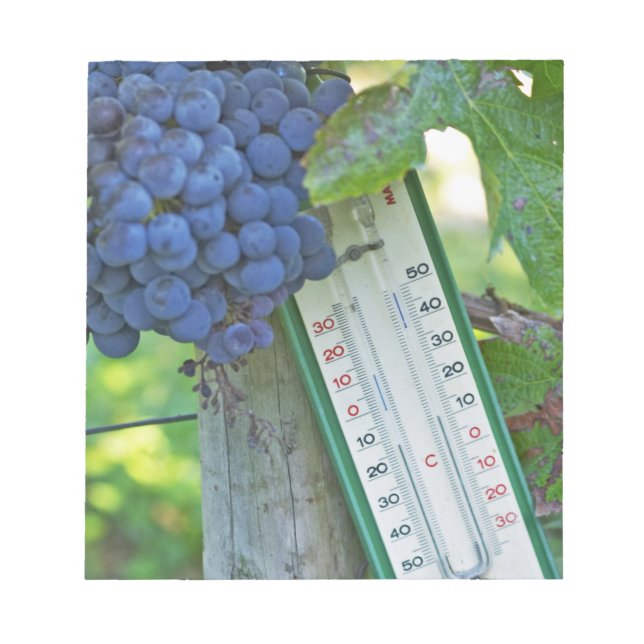 Bloc-note Raisins Merlot au Château la Grave Figeac, un (Devant)