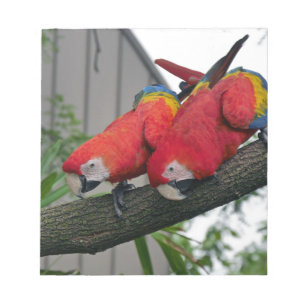 Bloc-note Red Macaws 2.JPG