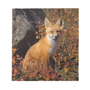 Bloc-note renard rouge, Vulpes vulpes, en couleurs automnale