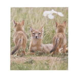 Bloc-note Renard swift (Vulpes velox) femelle avec des jeune