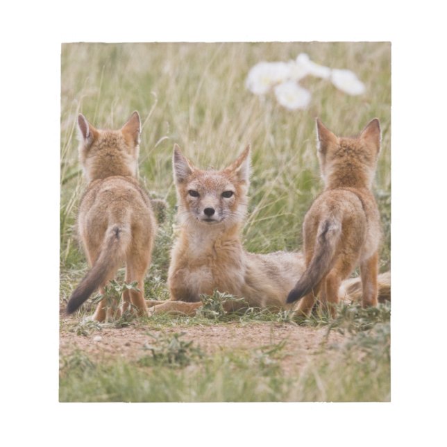 Bloc-note Renard swift (Vulpes velox) femelle avec des jeune (Devant)