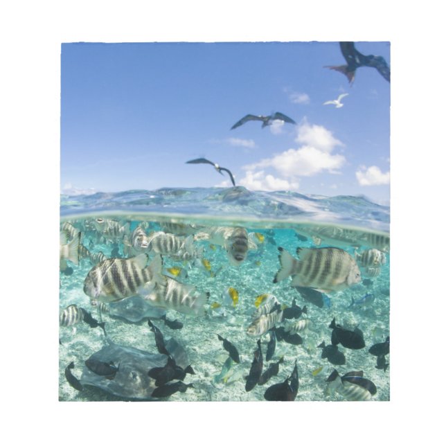 Bloc-note safari sur la lagune avec Stingrays (Devant)