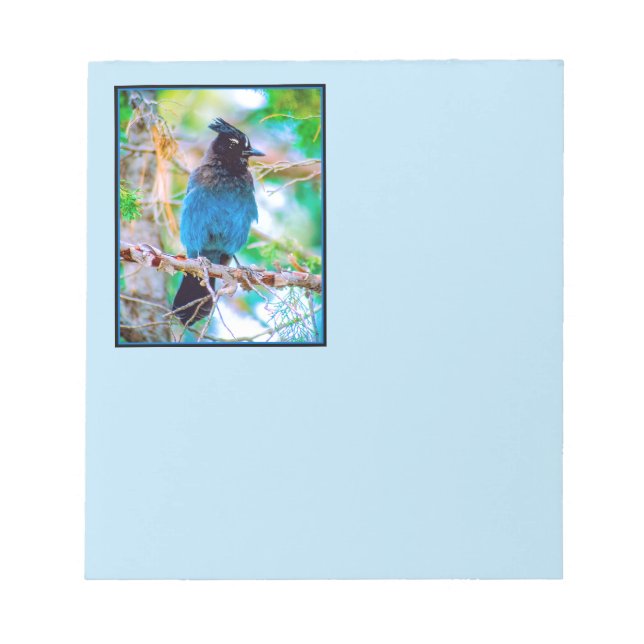 Bloc-note Steller's Jay - Photographie originale (Devant)
