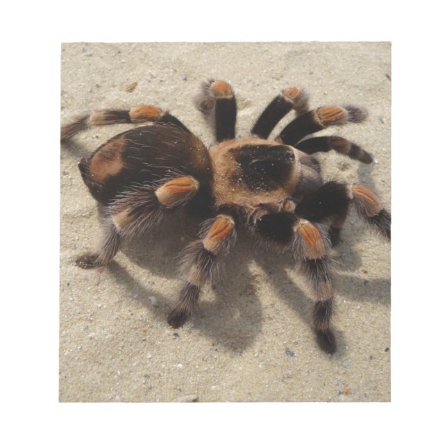 Bloc-note Tarantula brachypelma rouge genou toxique (Devant)