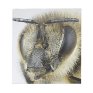 Bloc-note Tête d'abeille à miel