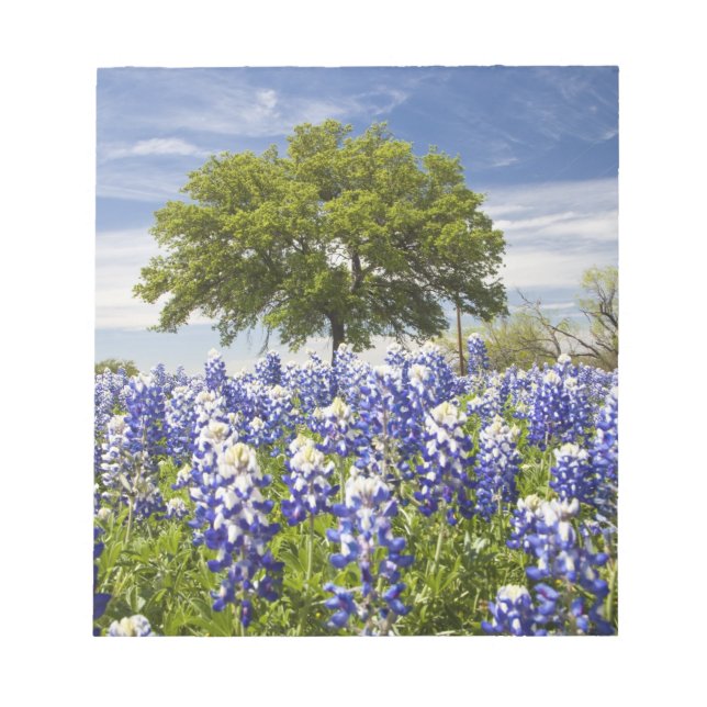 Bloc-note Texas bluebonnets (lupinus texensis) et chêne (Devant)