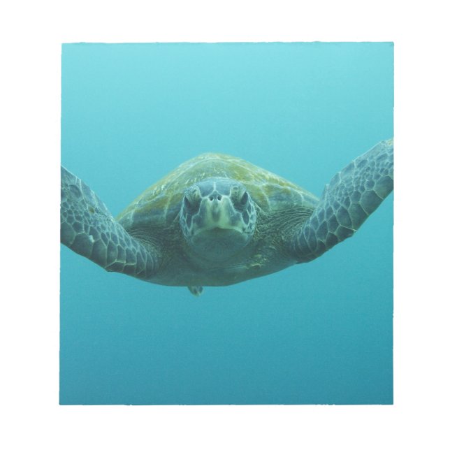 Bloc-note Tortue verte (Chelonia mydas agassisi), Centre (Devant)