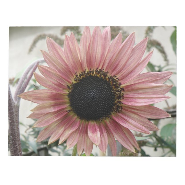 Bloc-note Tournesol rose pâle (Devant)