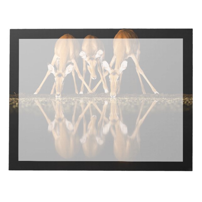 Bloc-note Trois impalas boivent ensemble la nuit (Devant)